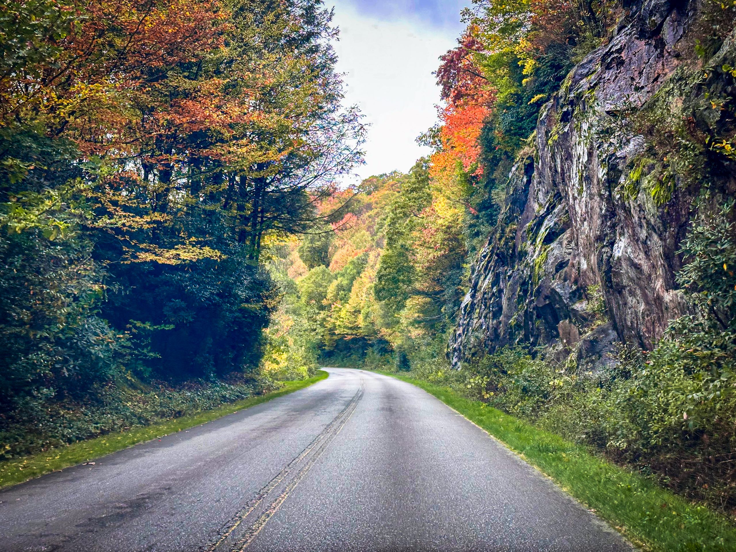 Savannah and the Art of Being Uselessly Delighted