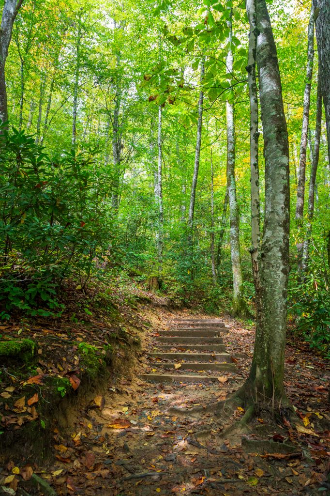 Forest path in Pisgah National Forest in North Carolina