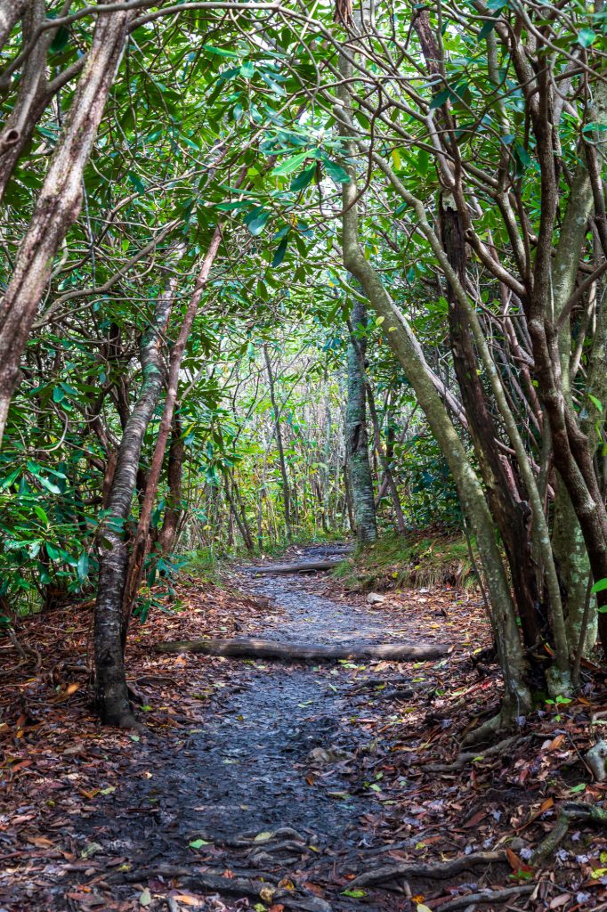 Autumn hiking through a forest path through a low tree overhang in the Blue Ridge Mountains