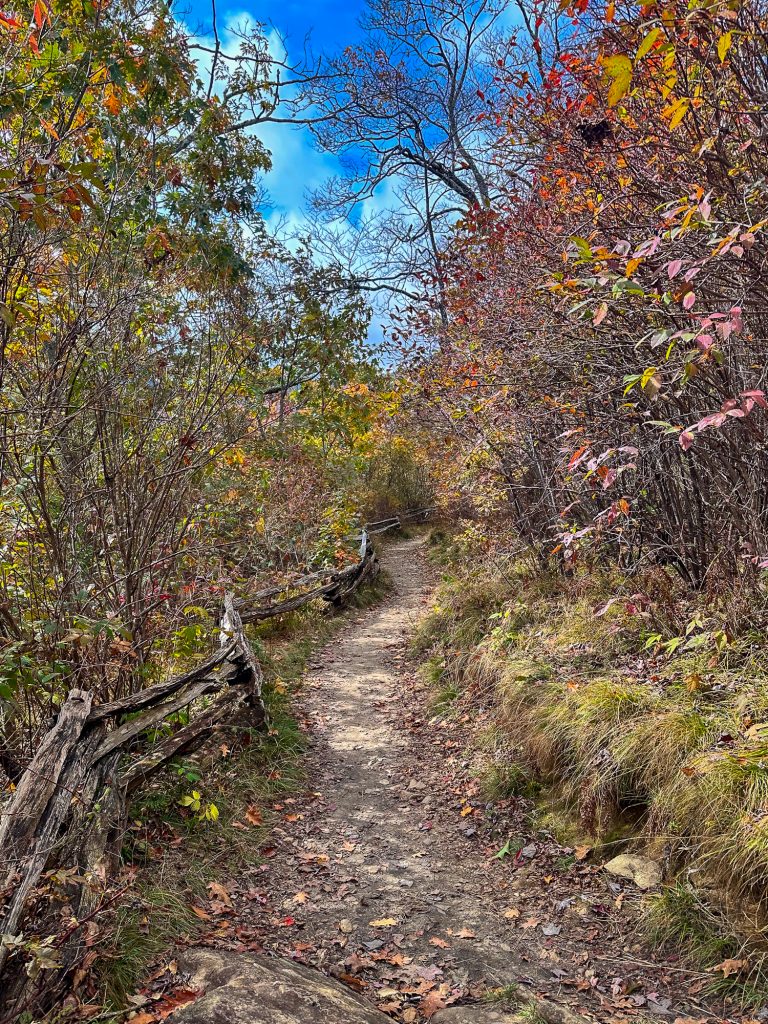 Foliage and hiking path in the Blue Ridge Mountains in Pisgah National Forest, North Carolina