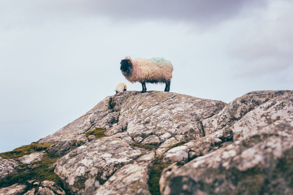 Colorful Connemara sheep coastal rocks Ireland photography