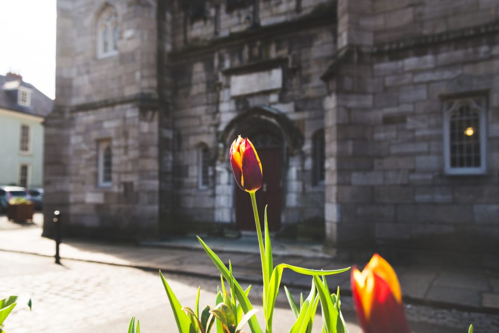 Vibrant tulip in historic Dublin city street travel photo